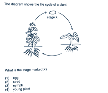 plant life cycle P4 Science question explained with seed as the correct answer