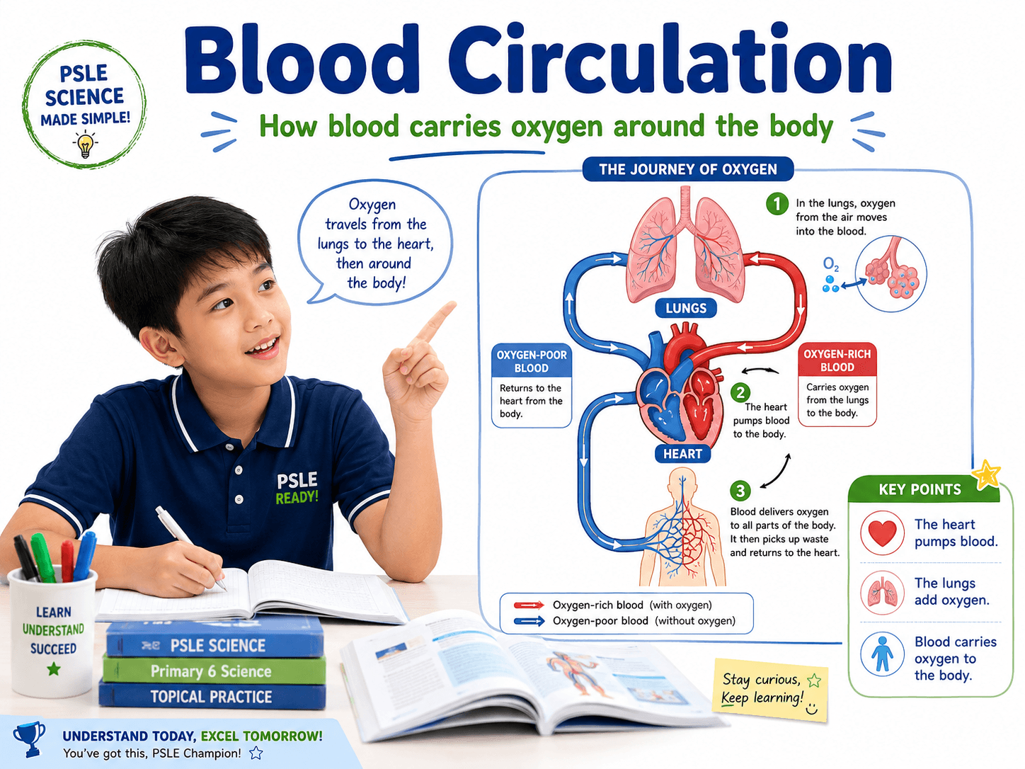 blood circulation PSLE Science explanation showing blood carrying oxygen around the body